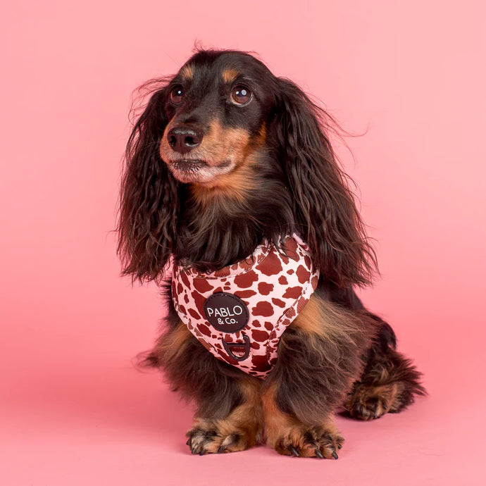 Rodeo harness Pablo &co